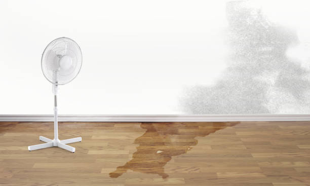 Best Water damage contractors near me  in Farmerville, LA