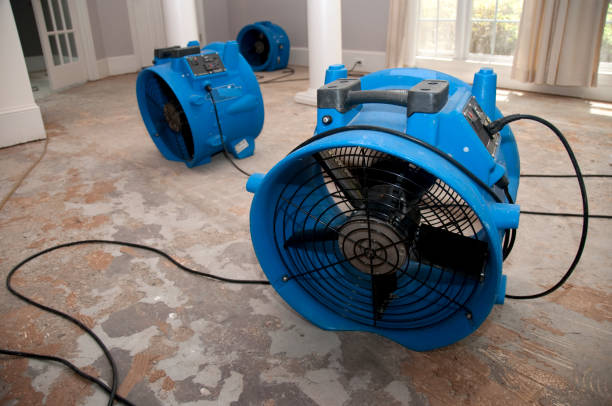 Best Professional water damage repair  in Farmerville, LA
